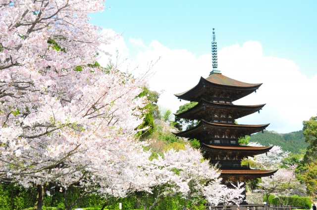 桜と瑠璃光寺五重塔の写真